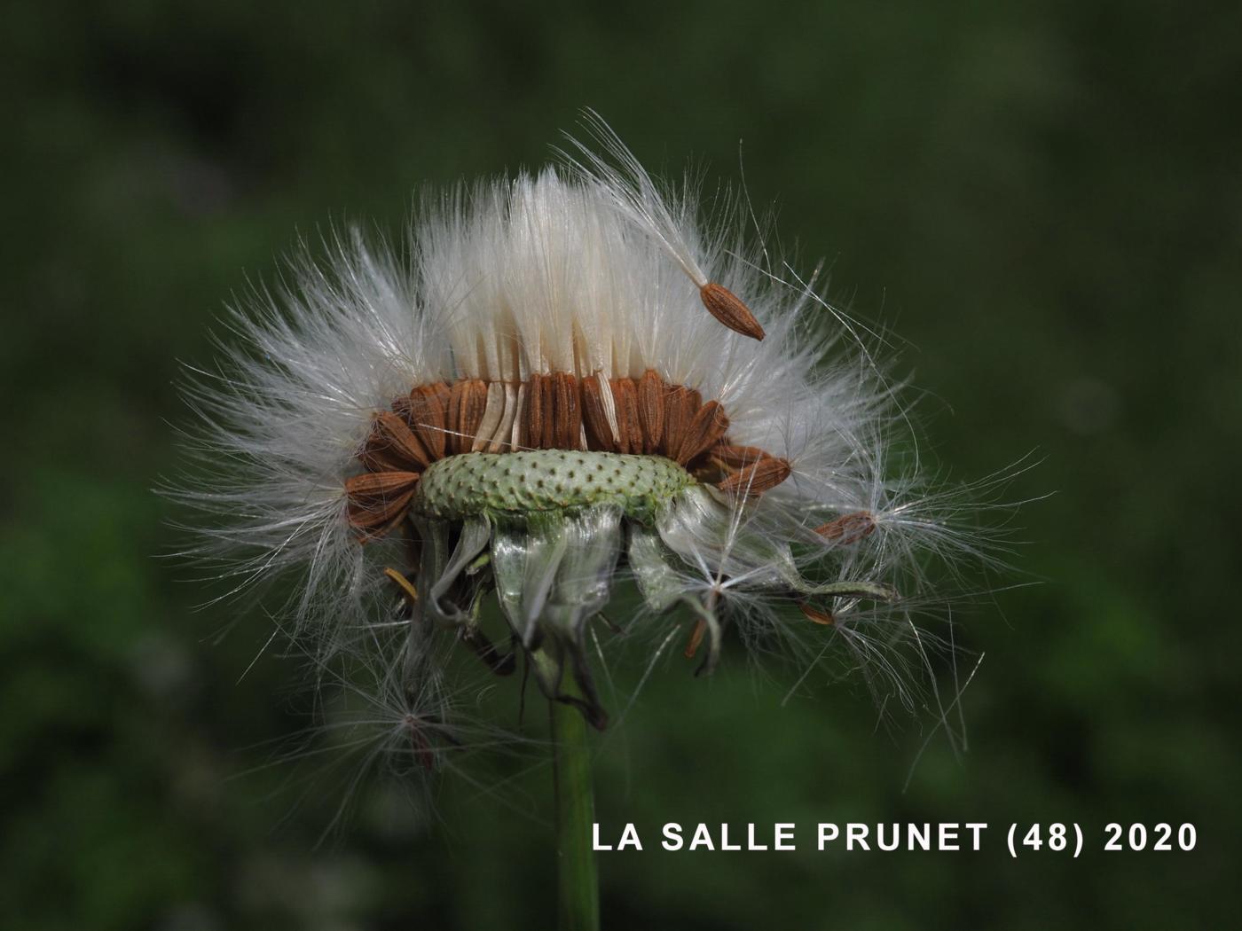 Sow-thistle, Common fruit